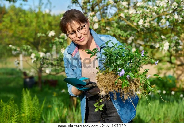 Woman in gardening gloves holding bush\
of Periwinkle plant with roots for dividing\
planting
