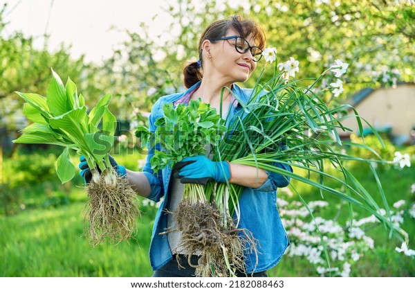 Woman in gardening\
gloves holding bush of hosta sedum daffodils plant with roots for\
dividing planting