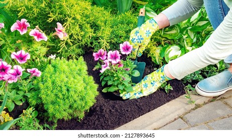 A Woman In Gardening Gloves Is Planting Flowering Petunia Seedlings In Black Soil With Hand Trowel. Gardening And Landscaping Work On The Neat Flower Bed In Spring.