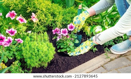 A woman in gardening gloves is planting flowering petunia seedlings in black soil with hand trowel. Gardening and landscaping work on the neat flower bed in spring.