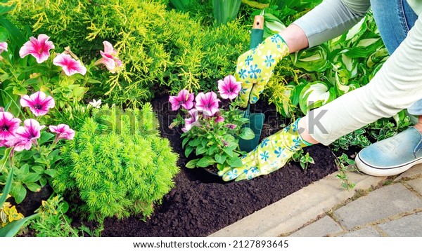 A woman in gardening\
gloves is planting flowering petunia seedlings in black soil with\
hand trowel. Gardening and landscaping work on the neat flower bed\
in spring.