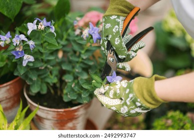 Woman in gardening gloves pruning flowers bush with secateurs outdoors, closeup. flower care - Powered by Shutterstock