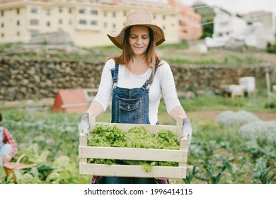 Woman Gardening On Agriculture Field And Holding Wood Box With Fresh Lettuce - Fresh And Healty Food - People Working At Harvest Period