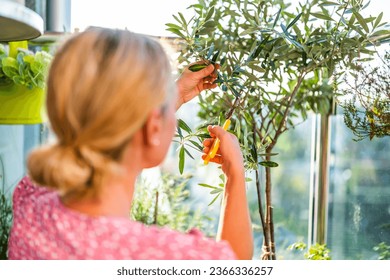 Woman gardening on balcony at home. She is taking care her Olive tree. - Powered by Shutterstock