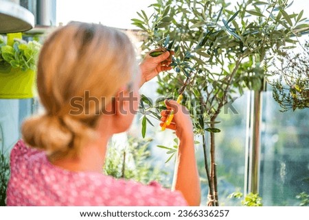 Woman gardening on balcony at home. She is taking care her Olive tree.