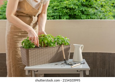 Woman Gardening On Terraice Or Balcony. Italian Basil Plant. Home Grown Vegetable. Croped Image.