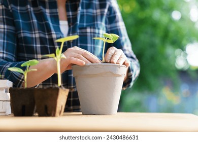 Woman gardening and planting seedlings. Eco-friendly food growing in flowerpots. Sprout cucumber cultivating. Concept of homegrown vegetables, ecology, sustainable lifestyle. Close-up of female hands