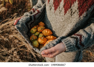 The Woman Gathered The Zucchini Into A Sweater. Organic Food. A Girl With Blond Hair Harvesting In Nature. Autumn Season. Autumn Color, Orange And Yellow