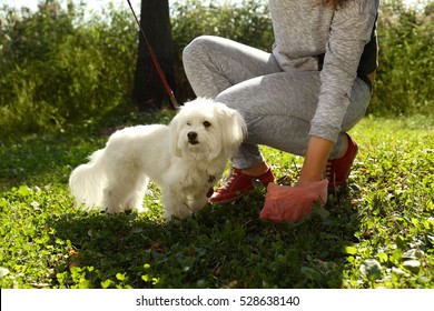 Woman Gathering Dog Poo In Park