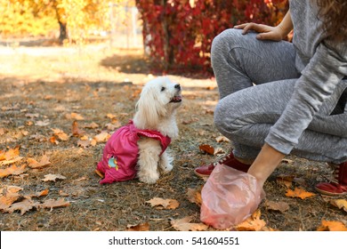 Woman Gathering Dog Poo In Park