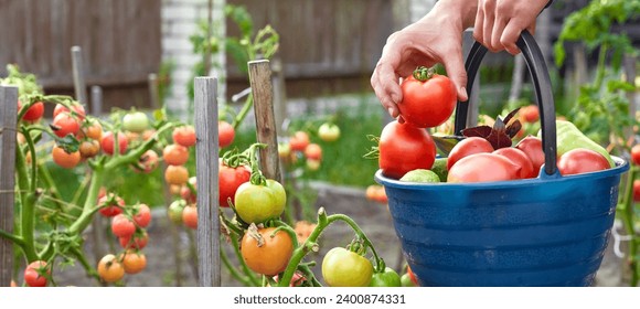 Woman is gathering ripe tomatoes growing on the branch at garden, then put them in a bucket. - Powered by Shutterstock