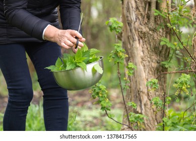 Woman Gathers Nettle At Spring Garden For Healthy Detoxify Soup And Tea