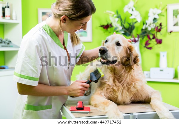 Woman\
getting Golden Retriever fur care at dog parlour\
