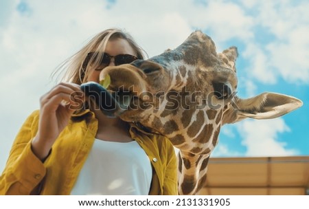 Woman and giraffe selfie in zoo.