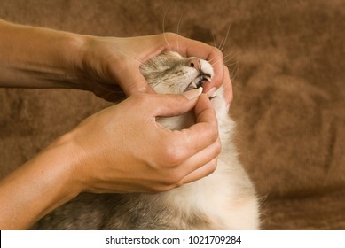 Woman Gives Cat A Pill In Mouth