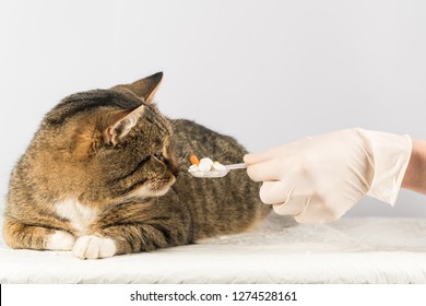 Woman Gives Cat A Pill In Mouth