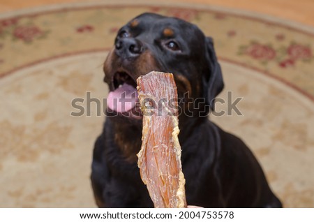 Woman gives chewy treat to big black dog. Adult male Rottweiler sits and patiently waits for treat. Owner's hand hold Beef Backstrap chews. Dried beef tendon. Indoors