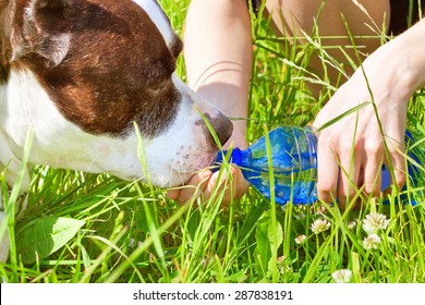 Woman Gives To Drink Her Dog Out Of The Bottle In Hot Weather