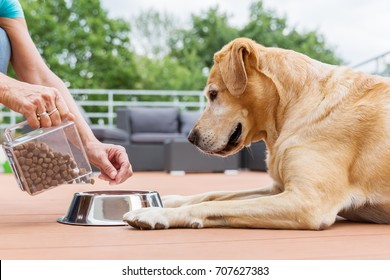 woman gives her labrador the dog food in a feeding bowl - Shutterstock ID 707627383
