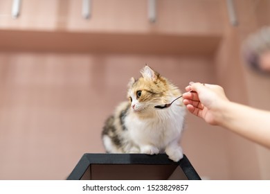 A Woman Giving Food To A Cat