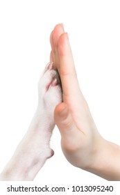 High five paw Images, Photos & Shutterstock