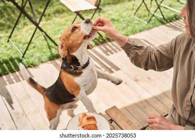 Woman giving piece of croissant to her lovely beagle dog while sitting at the cafe - Powered by Shutterstock