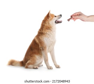 Woman giving tasty bone shaped cookie to her dog on white background, closeup - Powered by Shutterstock