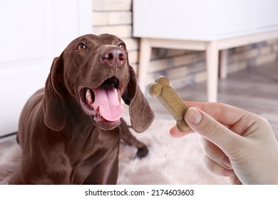 Woman giving tasty bone shaped cookie to her dog indoors, closeup - Shutterstock ID 2174603603