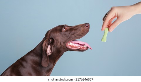 Woman giving tasty bone shaped cookie to her dog on light blue background, closeup