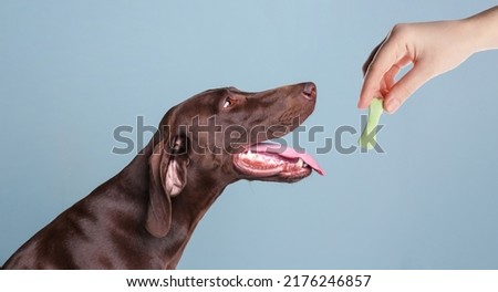 Woman giving tasty bone shaped cookie to her dog on light blue background, closeup