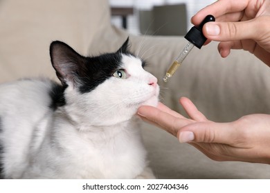 Woman giving tincture to cat at home, closeup