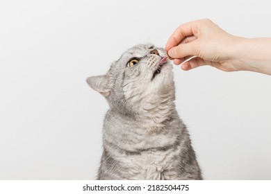 Woman Giving Treat To Cat. Hand Giving Dry Food Granule To Cat, Feeding Cat