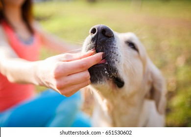 Woman Giving Treat Labrador Dog