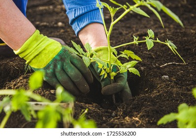 woman in gloves plants a bush of tomatoes in the ground in a greenhouse. spring work with seedling in the garden - Shutterstock ID 1725536200