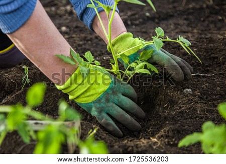 woman in gloves plants a bush of tomatoes in the ground in a greenhouse. spring work with seedling in the garden