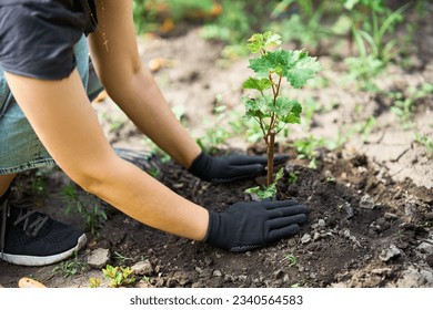Woman in gloves plants a sprouts of grape in the ground in garden. Close up. Gardening, farming and planting concept.