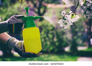 Woman with gloves spraying a blooming fruit tree against plant diseases and pests. Use hand sprayer with pesticides in the garden.