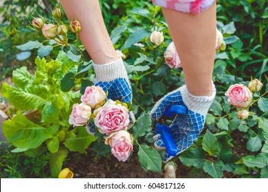 Woman In Gloves Trims A Rose Garden With The Help Of Secateurs