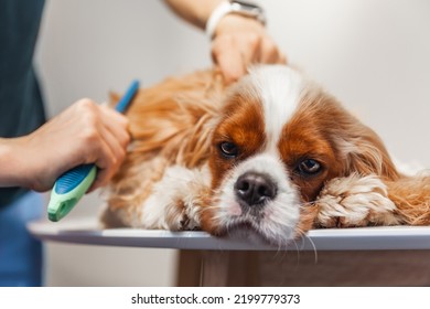 Woman Groomer Combs The Pedigree Dog
