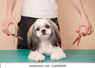 Woman Groomer Haircut Shih Tzu At Dog Puppy Salon.