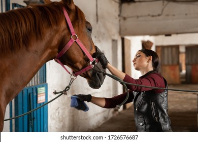 Woman Groomer Takes Care Of And Combes Hair Horse Coat After Classes Hippodrome.