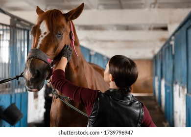 Woman Groomer Takes Care Of And Combes Hair Horse Coat After Classes Hippodrome.