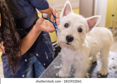 Woman groomer working in salon, making haircut at pet salon.