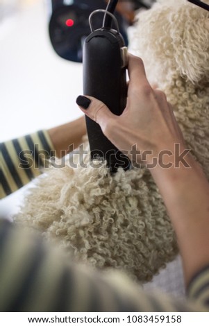 Woman grooming adorable lap dog in pet salon