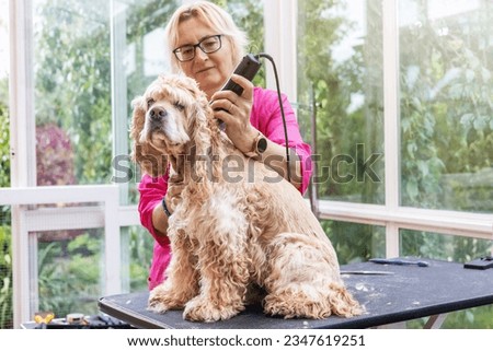 Woman is grooming American Cocker Spaniel. There is a free space for your text. 