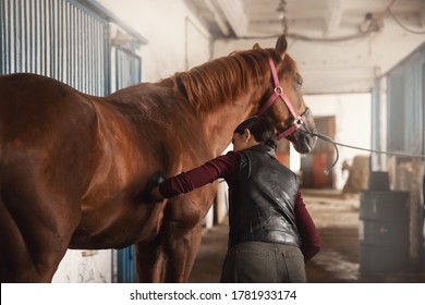 Woman grooming brushes horse out and prepares after ride in stall. - Powered by Shutterstock