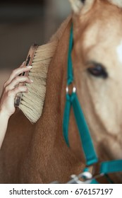 Woman Grooming Horse In Stable