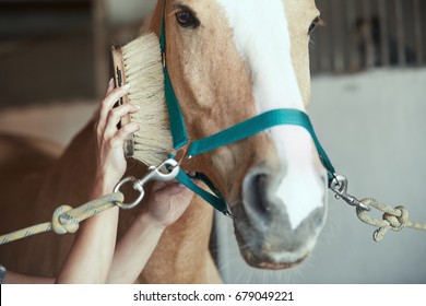 Woman Grooming Horse In Stable