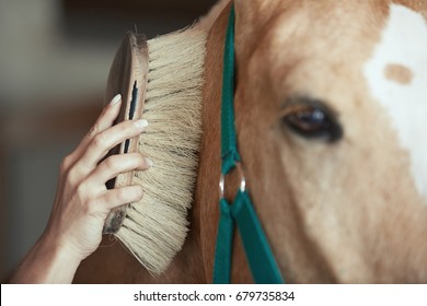 Woman Grooming Horse In Stable