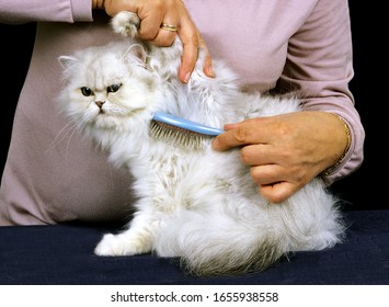 Woman Grooming A White Persian Domestic Cat, Brush  